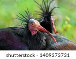 Northern Bald Ibis From Morocco