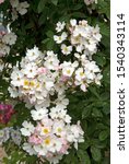 Small photo of White flowers of climbing Rose Francis E.Lester