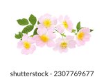 Small photo of Rosehip flowers with leaf isolated on white background. Rosa rubiginosa (sweet briar, sweetbriar rose, sweet brier or eglantine).