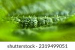 Small photo of Extreme close up (focus stack) of a leaf of the stinging nettle, showing the stinging hairs.
