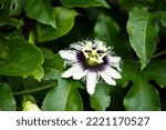 Passion Fruit Flower Blooming...