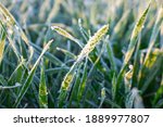 Winter Crops  Wheat Damaged By...