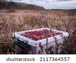 Cranberry swamp in late autumn, berry picking