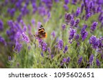 Lavender Bushes With Butterfly