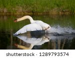 Mute Swan  Cygnus Olor   In The ...