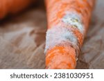 Small photo of The damage on the surface of carrot was covered with putrid fungal growths due to poor ventilation in the warehouse. Loss of a large amount of harvested crops due to poor storage in the warehouse.