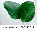 Large Green Textured Leaves Of...