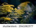 Small photo of Solidago Canadensis or yellow Canadian Goldenrod. The blooming yellow inflorescences of Canada Goldenrod