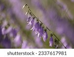 Small photo of Wild Bellflowers. Campanula medium. Blooming purple flower of bells in the wild (Campanula bononiensis) bloom among the grasses