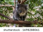 Lovely Koala Bear In Melbourne...