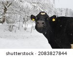 Holstein Cow In Snow. Black Cow ...