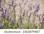 Small photo of Lavender field, flowers, indent, purple flowers