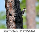 Red-cockaded Woodpecker (Dryobates borealis) on the side of a pine trunk. Three Lakes Wildlife Management Area Kenansville, Florida June 2nd, 2023