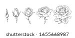 rose flowers set. stages of... | Shutterstock .eps vector #1655668987
