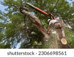 Small photo of Tree removal specialist taking down a diseased tree in an urban setting.