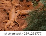 Small photo of the lizards wallow in the muddy ground