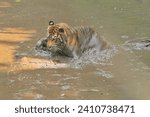 Small photo of A Sumatran tiger is playing in a wallow