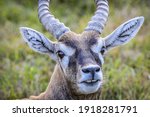 The Blackbuck  Antilope...
