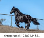 Small photo of Friesian Horse is a breed of domestic horse that originates from the Netherlands. The breed is known for a brisk, high-stepping trot.