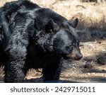 Small photo of Black bear. The American black bear (Ursus americanus), also known as the black bear, is a species of medium-sized bear endemic to North America.