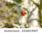 Small photo of Crossbills are birds of the genus Loxia within the finch family (Fringillidae), with six species. Red adult crossbill finches.