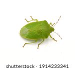 Pinterest Green Bug   Green Bug ...