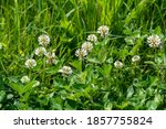 Background of clover or trefoil (Trifolium) pink flowers and green leaves in a sunny spring day, beautiful monochrome outdoor floral background
