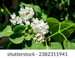 Small photo of Close up of a group of fresh delicate small white flowers of Syringa vulgaris (lilac or common lilac) in a garden in a sunny spring day, floral background photographed with soft focus