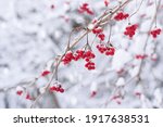 Red Winter Berries On Tree...