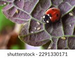 Macro shot of red ladybug and...