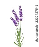 Small photo of Three purple lavender flower stems isolated cutout on white background