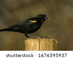 Red Winged Blackbird With A...