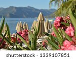 Small photo of View of central beach of Marmaris (Turkey) with hidebound oleander.The big evergreen bruch is widespread in subtropical regions.Oleander is widely used in landscape design.