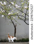 Small photo of Magnolia tree blooms spring street outdoor nature blooming flowers garden urban orange tubby stray cat