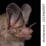 Small photo of The fringe-lipped bat (Trachops cirrhosus) is a leaf-nosed bat from southern Mexico to Bolivia. Is an opportunistic foliage gleaning omnivore eating mainly insects , lizards, frogs, fruits, and seeds.
