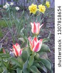 Small photo of Graig's beautiful red-white tulips with striped leaves and yellow terry daffodils blooming in the garden in early spring