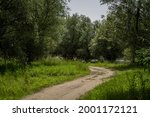 Beaten path through a forested area in rural Serbia