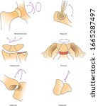 types of synovial joint vector. ... | Shutterstock .eps vector #1665287497
