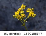 Small photo of Inflorescences of Wall rue, Fringed rue, Ruta chalepensis, with yellow flowers in garrigue in early morning. Malta, Mediterranean