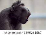 A Closeup Shot Of A Baboon...