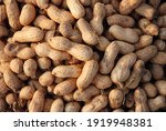 A closeup shot of groundnut at harvest in India