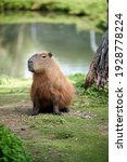 A Brown Capybara Sitting By The ...
