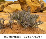 a dry thorny plant in a yellow desert with big stones in the background