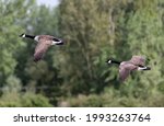 A Pair Of Canada Geese Flying...