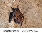 A horseshoe bat, Murcielago de herradura with a baby