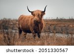 A Yak Bull In A Meadow On A...