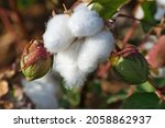 Small photo of Agriculture, open harvest stage cotton bolls at sunset Farsala, Thessalia