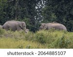 Small photo of Two males testing who is stronger and fiercer, Indian Elephant, Elephas maximus indicus, Khao Yai National Park, Thailand
