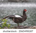 A Shallow Focus Of A Muscovy...