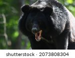 The Asian black bear (Ursus thibetanus) in Huai Kha Khaeng Wildlife Sanctuary, Thailand